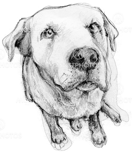 Doggy