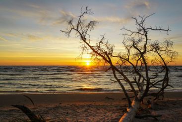 Sunrise on the Baltic Sea coast with tree trunks washed...