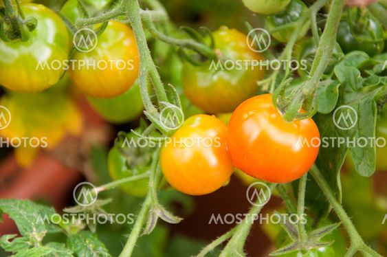 Tomatoes ripening in the garden