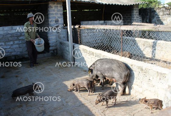 Vietnamese farmer to feed Wild pigs by cassava