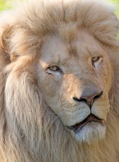 White male lion