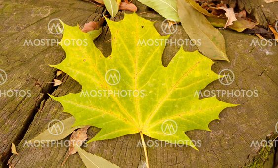 maple leaves on stump
