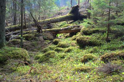 Stormfälld skog i Småland  (Sweden)