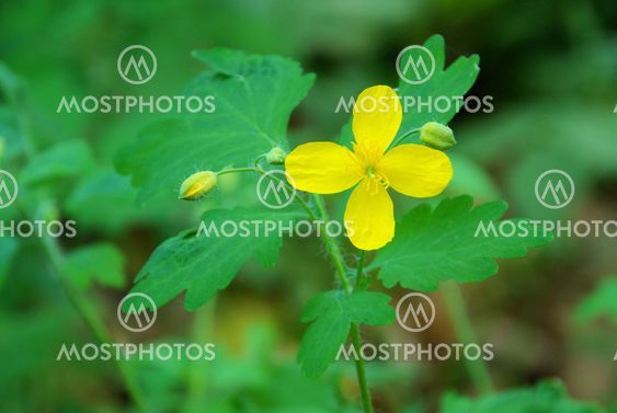 Sch?llkraut - greater celandine 02