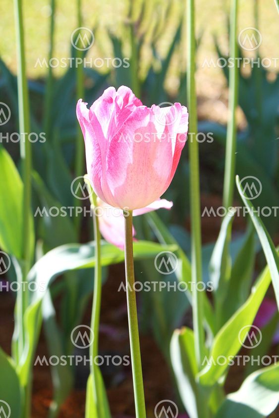 Beautiful spring flower