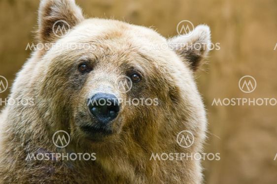 Brown Bear