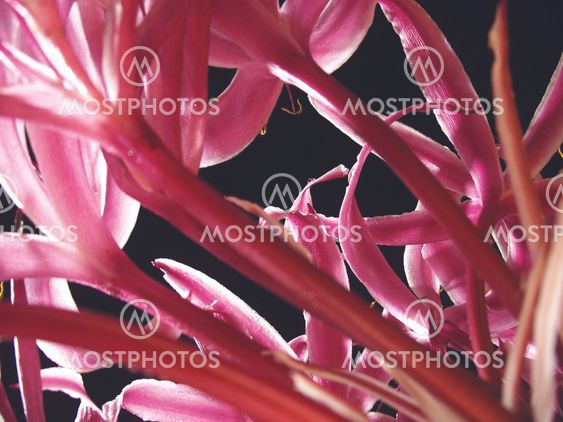 The Giant Spider Lily -1