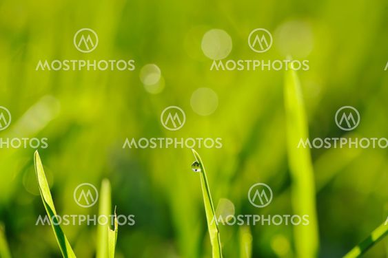 Morning grass