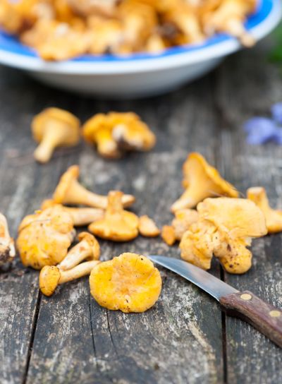 Chantarelles fresh from the woods