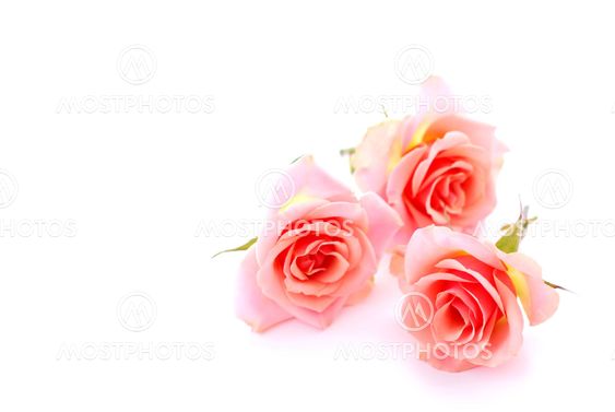 Pink roses