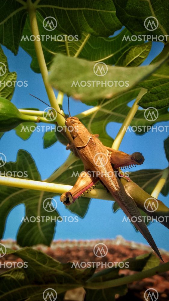 grasshopper animals