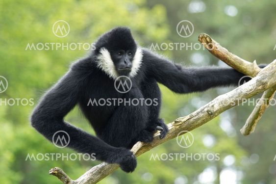 Gibbon op et træ