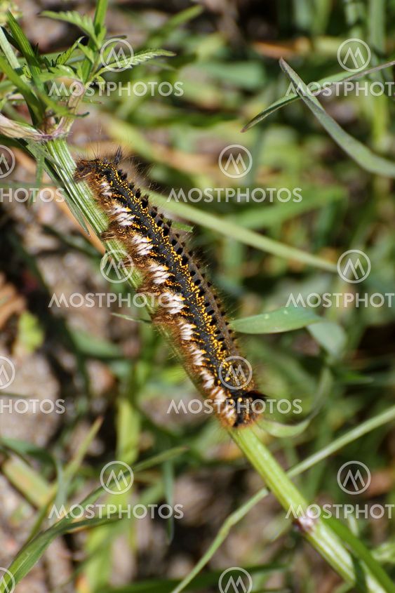 Drinker Caterpillar