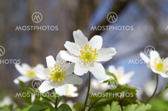 White flowers