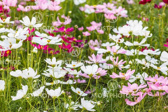 Field of beautiful flowers