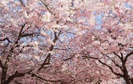 Low angle view of cherry blossom trees