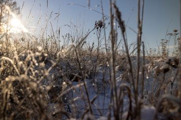 dry grass in the field during the winter season in sunny...