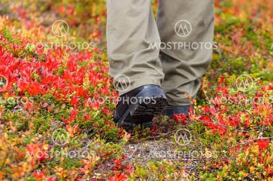 Man walk among bearberry rice