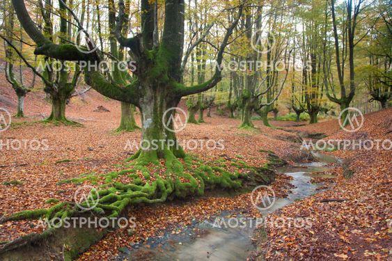 Wood of Otzarreta in autumn, Gorbeia, Alava, Spain