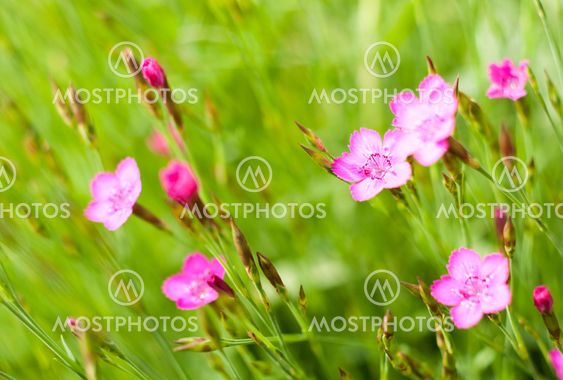 Flowers Macro, small depth of sharpness