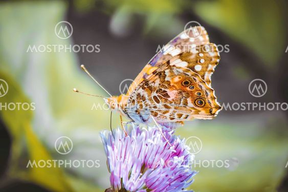 Butterfly on a flower. Selective focus. nature.