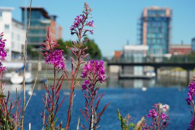 Rallarrosor i Västra hamnen, Malmö