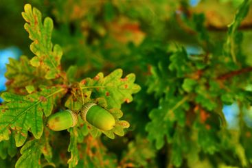 Acorn, leaves and nature with trees closeup in outdoor...