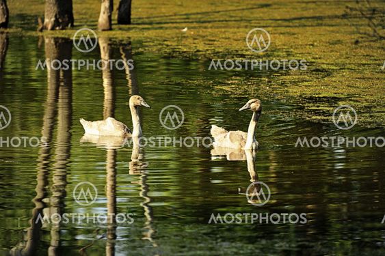 Two Geese