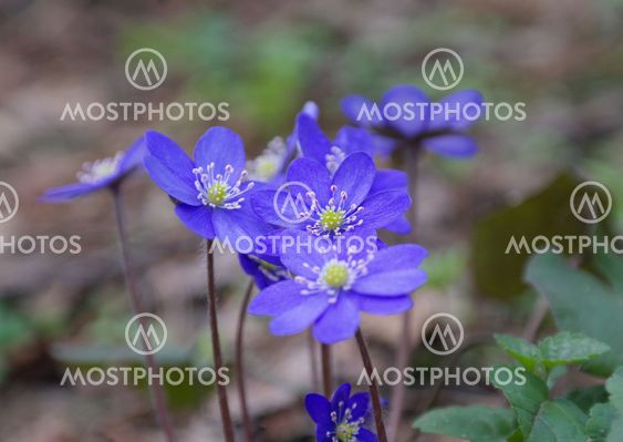 Wild hepatica flowers 2