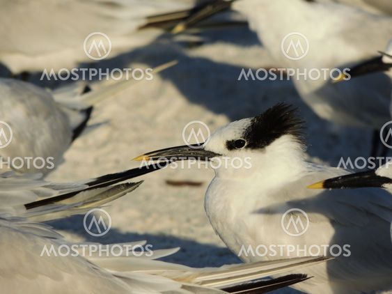 Royal Tern (Sterna maxima)