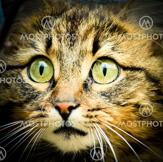 Söt liten kattunge ser förvånad ut - Cute little kitten...