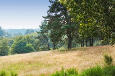 Forest, ecology and landscape with trees, outdoor woods...