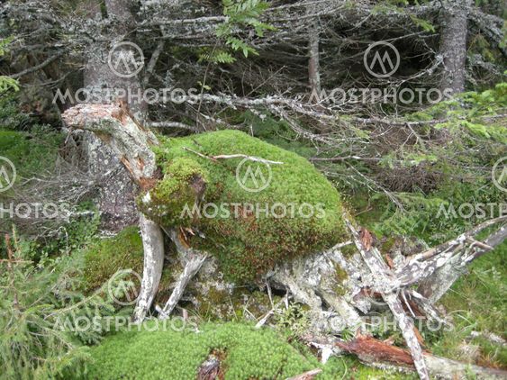 Kangaroo form in the forest