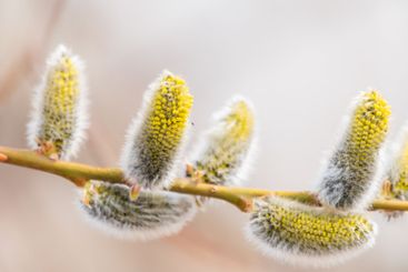 Nature awakes in spring. Blooming willow twigs and furry...