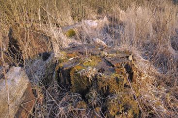 Nature, tree stump and grass with environment, landscape...