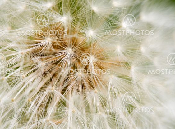 Dandelion utsäde konsistens