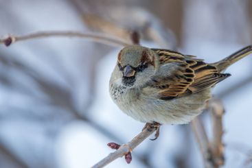 Sparrow sits on a branch without leaves.