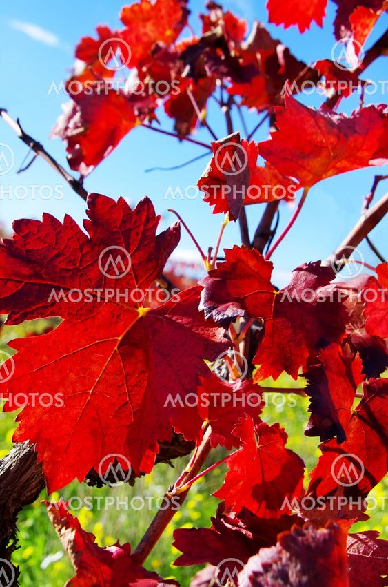 autumn leaves in vineyard