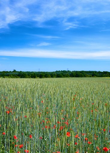 Blue sky, field and flowers with environment, outdoor...