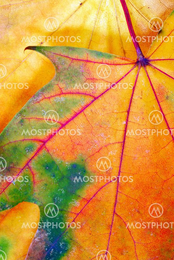Bunte Herbst-Blatt-Textur