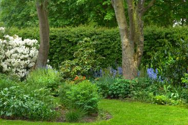 Garden, trees and grass field with nature or foliage for...