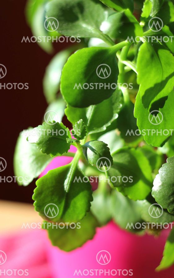 Green home plant in pink flower pot