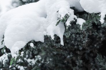Juniper tree branches are covered in white snow....