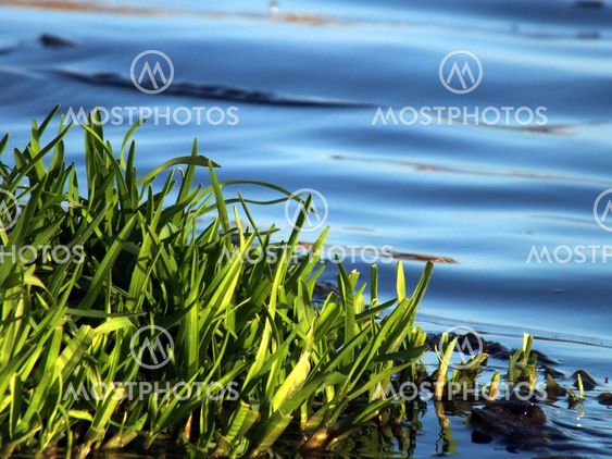 Green with Water Drops