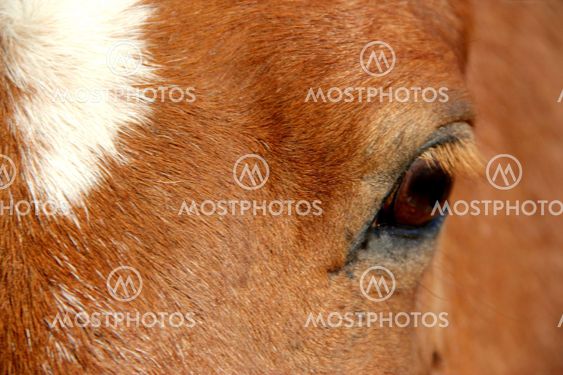 Eyes of a horse