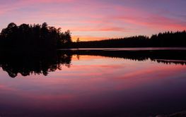 Forest and lake at sunset
