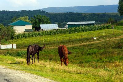 Rural life: horses grazing