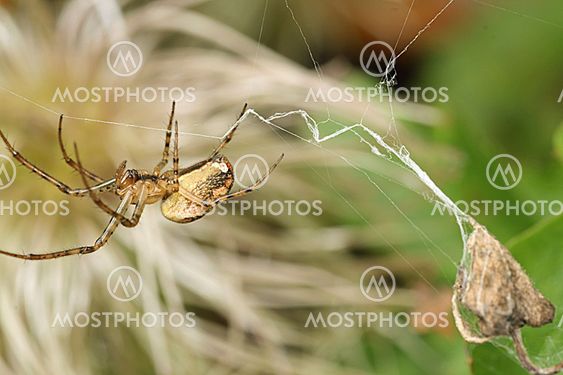Closeup of a spider in its web