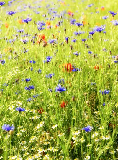 Summer meadow background with wild flowers like...