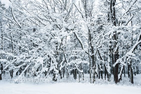 Vinter skov